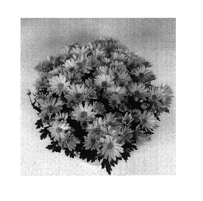 Figure 1 of US plant patent PP18847, the photograph of Omega Time Golden printed in the patent.
