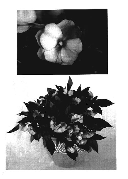 Figure 1 of US plant patent PP18848, the photograph of KIE274 printed in the patent.