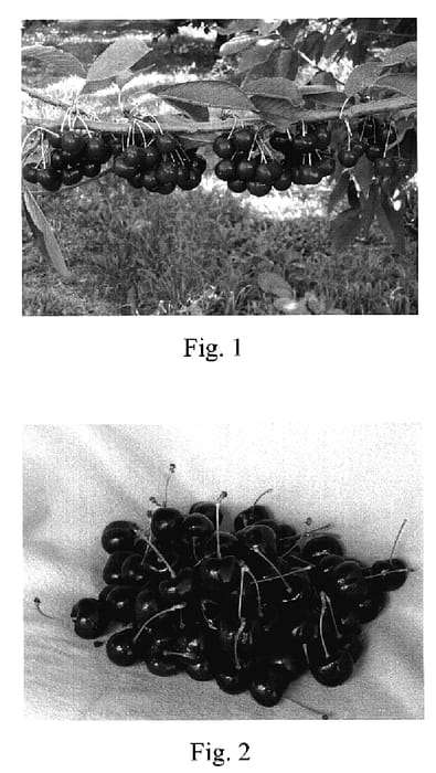 Figure 1 of US plant patent PP18849, the photograph of Kootenay printed in the patent.