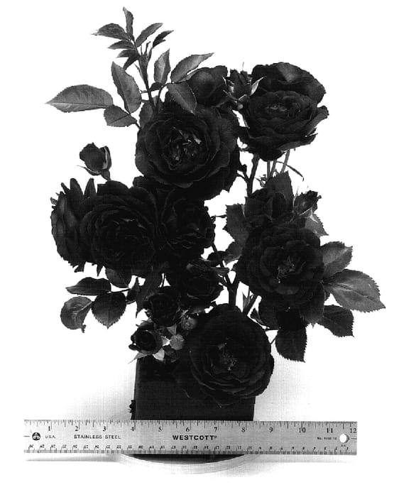 Figure 1 of US plant patent PP18850, the photograph of WEKsmopur printed in the patent.