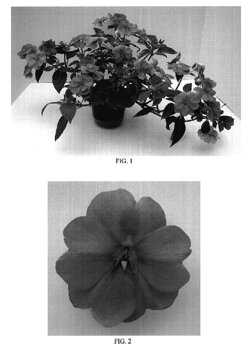 Figure 1 of US plant patent PP18851, the photograph of Balfaforch printed in the patent.