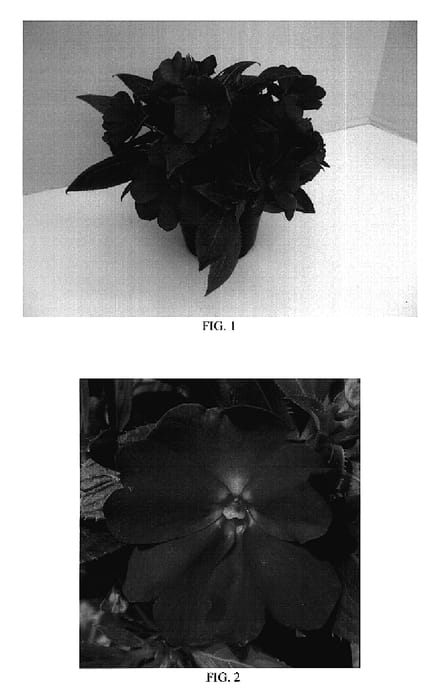 Figure 1 of US plant patent PP18852, the photograph of Balcelimpur printed in the patent.