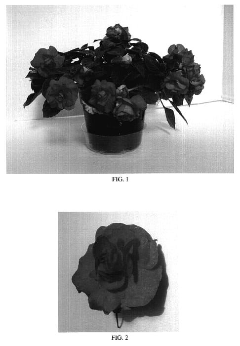 Figure 1 of US plant patent PP18853, the photograph of Balfiesalmo printed in the patent.