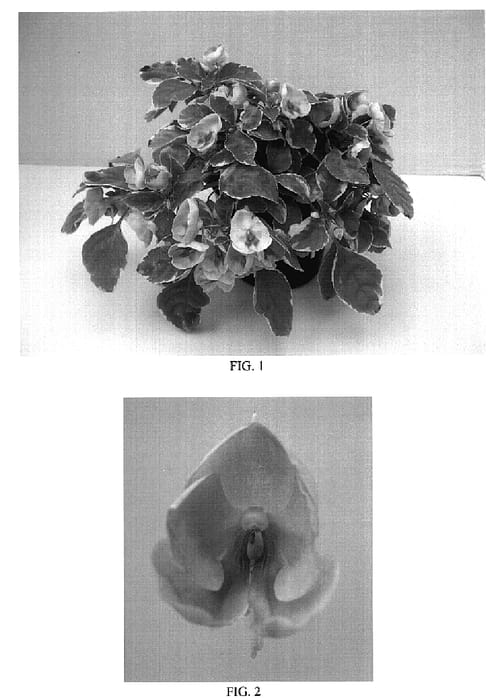 Figure 1 of US plant patent PP18854, the photograph of Balfuspeafro printed in the patent.