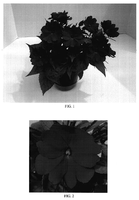 Figure 1 of US plant patent PP18855, the photograph of Balcelsangi printed in the patent.