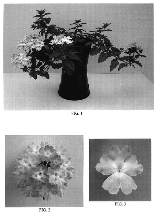 Figure 1 of US plant patent PP18856, the photograph of Balazlipi printed in the patent.