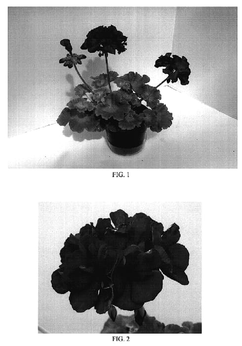 Figure 1 of US plant patent PP18857, the photograph of Ballurvio printed in the patent.