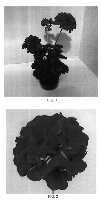 Figure 1 of US plant patent PP18858, the photograph of Ballurtang printed in the patent.