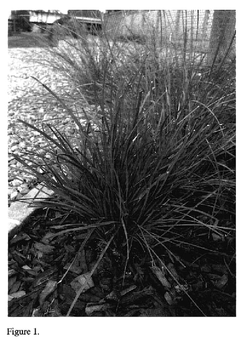 Figure 1 of US plant patent PP18859, the photograph of LMF500 printed in the patent.