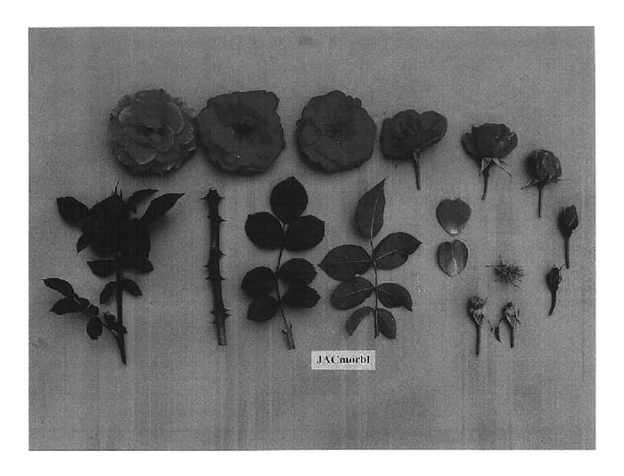 Figure 1 of US plant patent PP18861, the photograph of JACmorde printed in the patent.