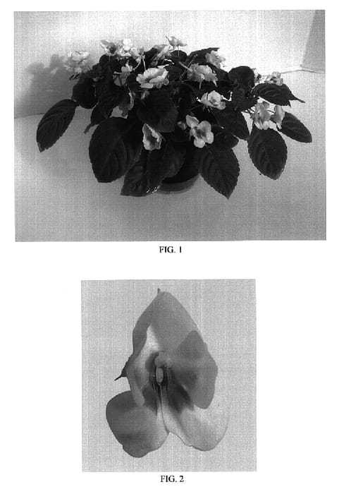 Figure 1 of US plant patent PP18862, the photograph of Balfushimglo printed in the patent.