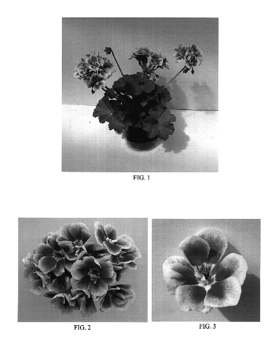 Figure 1 of US plant patent PP18863, the photograph of Baldeslipzle printed in the patent.