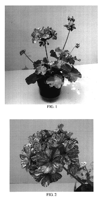 Figure 1 of US plant patent PP18864, the photograph of Baldespep printed in the patent.