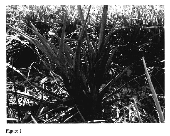 Figure 1 of US plant patent PP18865, the photograph of PHORD1 printed in the patent.