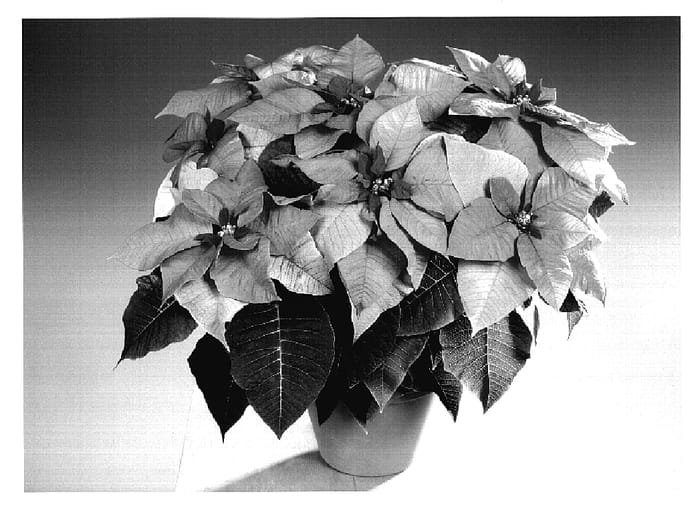 Figure 1 of US plant patent PP18866, the photograph of Fismars Pink printed in the patent.