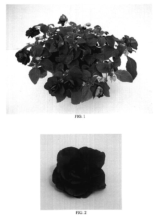 Figure 1 of US plant patent PP18867, the photograph of Balfiepurp printed in the patent.