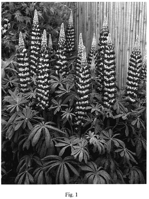 Figure 1 of US plant patent PP18868, the photograph of Manhattan Lights printed in the patent.