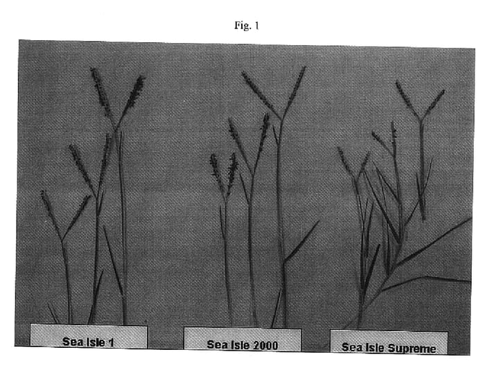 Figure 1 of US plant patent PP18869, the photograph of SI 98 printed in the patent.