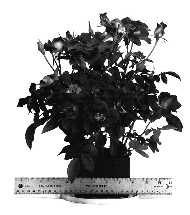 Figure 1 of US plant patent PP18870, the photograph of WEKcocbeb printed in the patent.