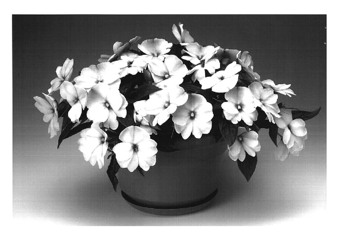Figure 1 of US plant patent PP18871, the photograph of Ingfilu printed in the patent.