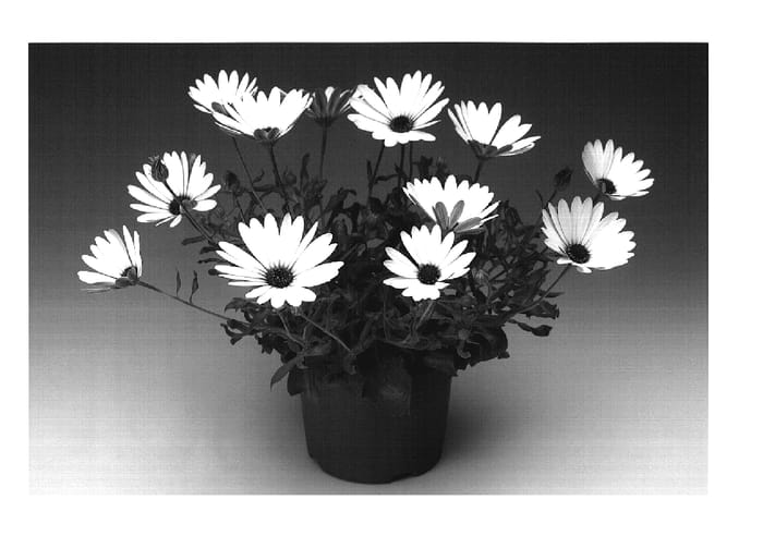 Figure 1 of US plant patent PP18872, the photograph of Oslawit printed in the patent.