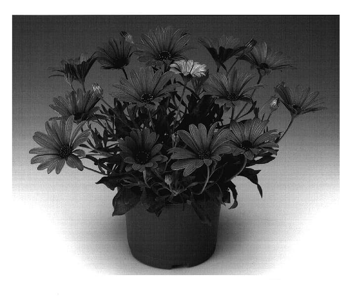 Figure 1 of US plant patent PP18873, the photograph of Oslalipu printed in the patent.