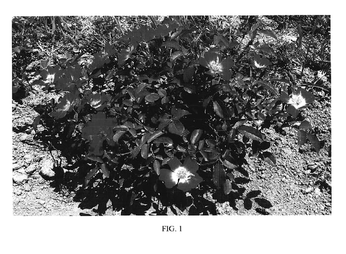 Figure 1 of US plant patent PP18874, the photograph of Meijocos printed in the patent.