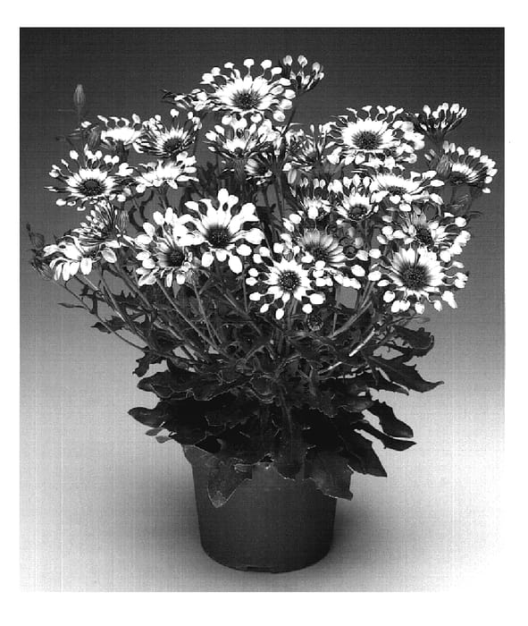 Figure 1 of US plant patent PP18875, the photograph of Osjamspowit printed in the patent.