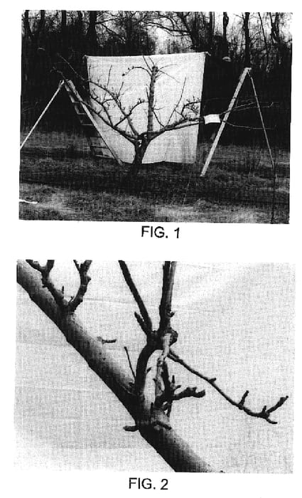 Figure 1 of US plant patent PP18876, the photograph of Asio 6 printed in the patent.