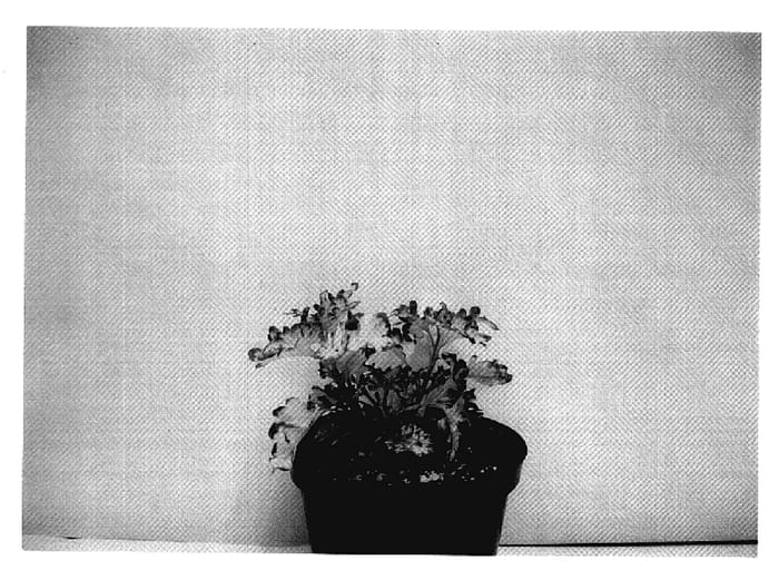 Figure 1 of US plant patent PP18877, the photograph of MD CURLL06 printed in the patent.