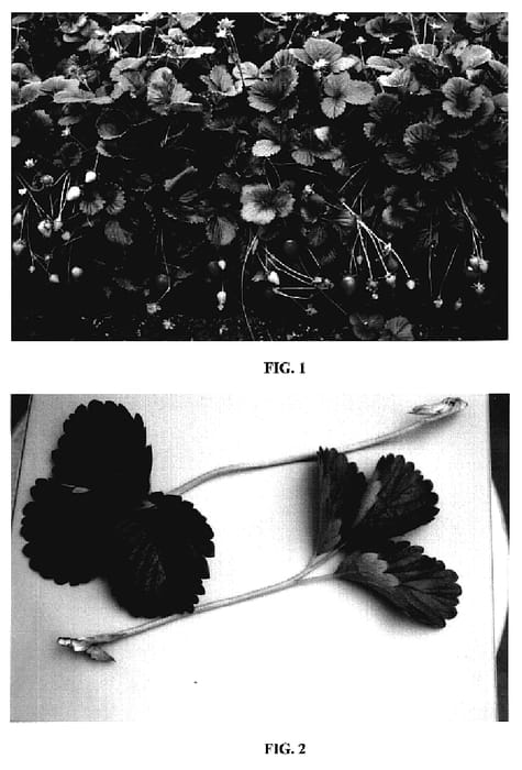 Figure 1 of US plant patent PP18878, the photograph of DrisStrawTwo printed in the patent.