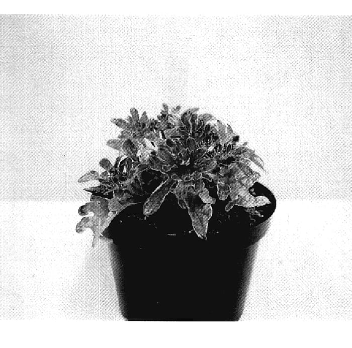 Figure 1 of US plant patent PP18879, the photograph of MD CURPGF06 printed in the patent.