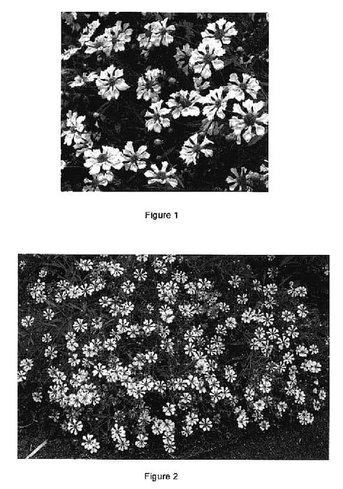 Figure 1 of US plant patent PP18880, the photograph of Pinwheel printed in the patent.