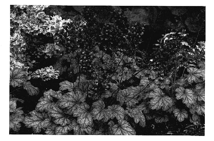 Figure 1 of US plant patent PP18881, the photograph of Paris printed in the patent.