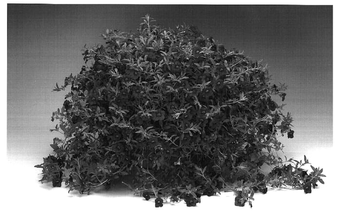 Figure 1 of US plant patent PP18882, the photograph of Caltraelbu printed in the patent.