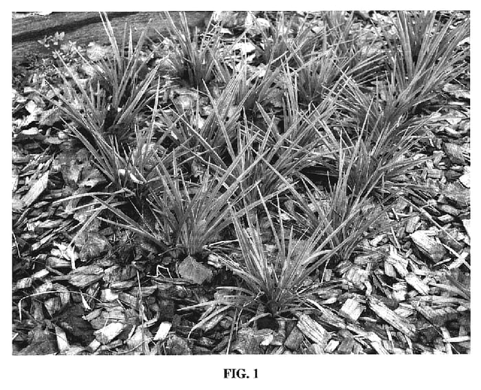 Figure 1 of US plant patent PP18883, the photograph of DTN03 printed in the patent.
