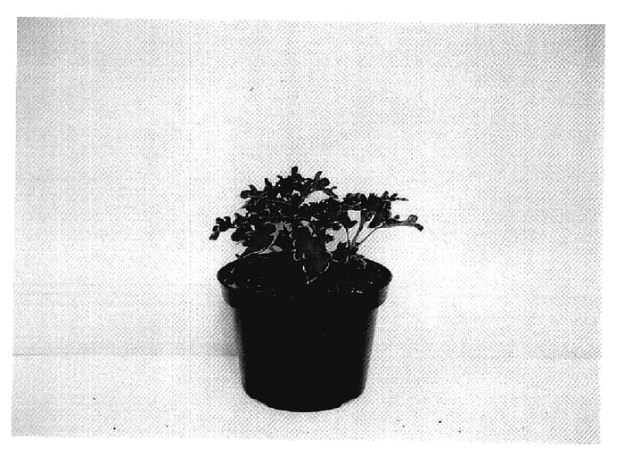 Figure 1 of US plant patent PP18884, the photograph of MD CURMAG06 printed in the patent.