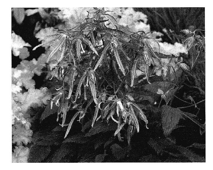 Figure 1 of US plant patent PP18885, the photograph of Pink Octopus printed in the patent.