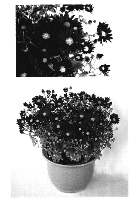 Figure 1 of US plant patent PP18886, the photograph of Yobonnie printed in the patent.