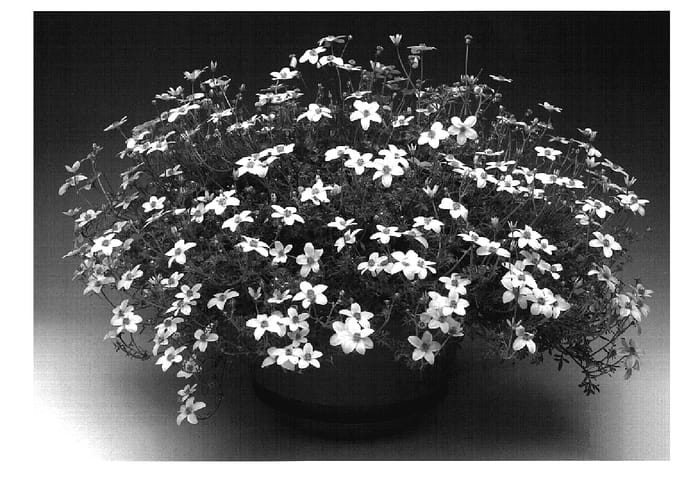 Figure 1 of US plant patent PP18887, the photograph of Bidolbe printed in the patent.