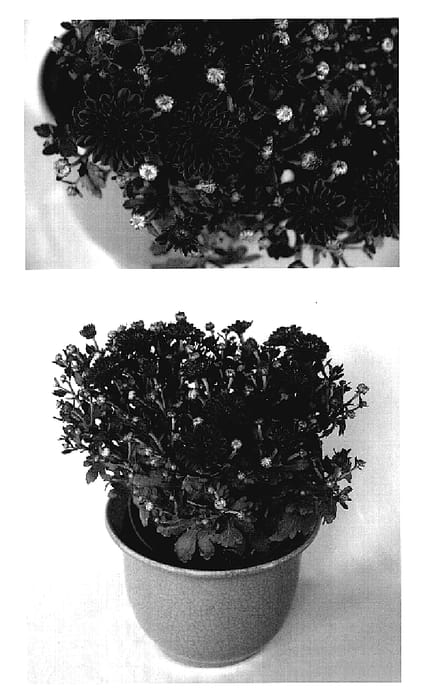 Figure 1 of US plant patent PP18888, the photograph of Yodarlene printed in the patent.