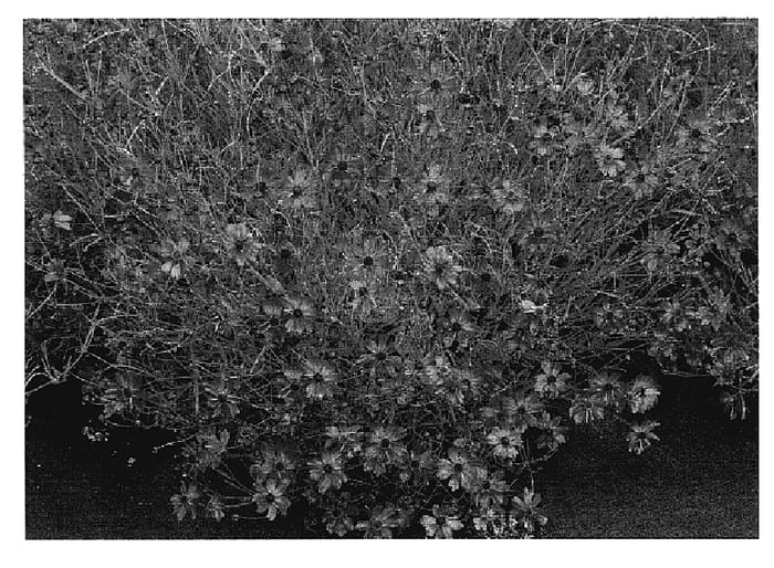 Figure 1 of US plant patent PP18889, the photograph of Rum Punch printed in the patent.