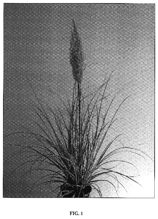 Figure 1 of US plant patent PP18890, the photograph of Silver Star printed in the patent.