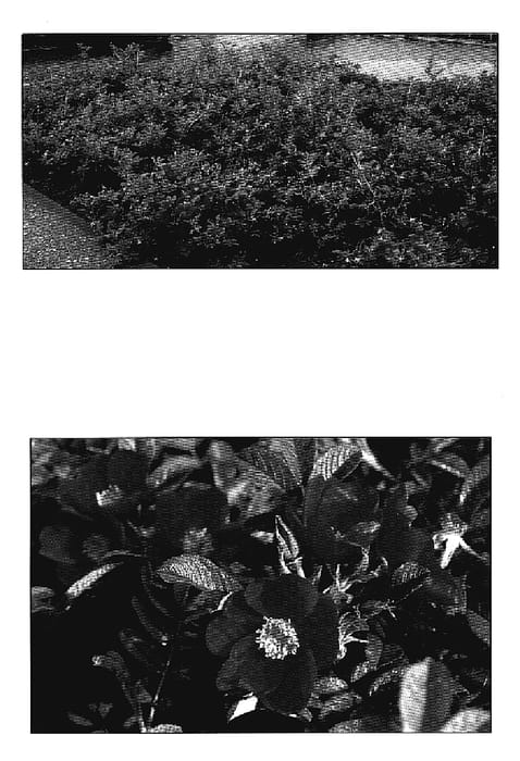 Figure 1 of US plant patent PP18891, the photograph of Bokraskate printed in the patent.