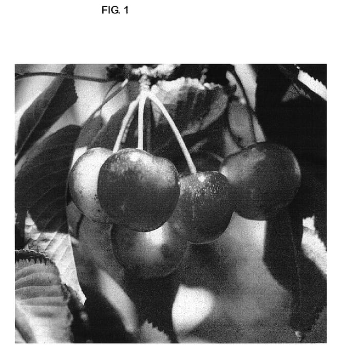 Figure 1 of US plant patent PP18892, the photograph of Newfane printed in the patent.