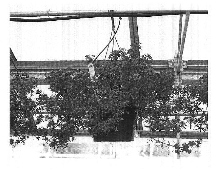 Figure 1 of US plant patent PP18893, the photograph of Wildcat Pink printed in the patent.