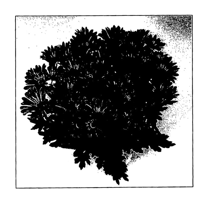 Figure 1 of US plant patent PP18894, the photograph of Smoothie Time printed in the patent.