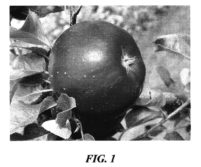 Figure 1 of US plant patent PP18895, the photograph of Red Topaz printed in the patent.