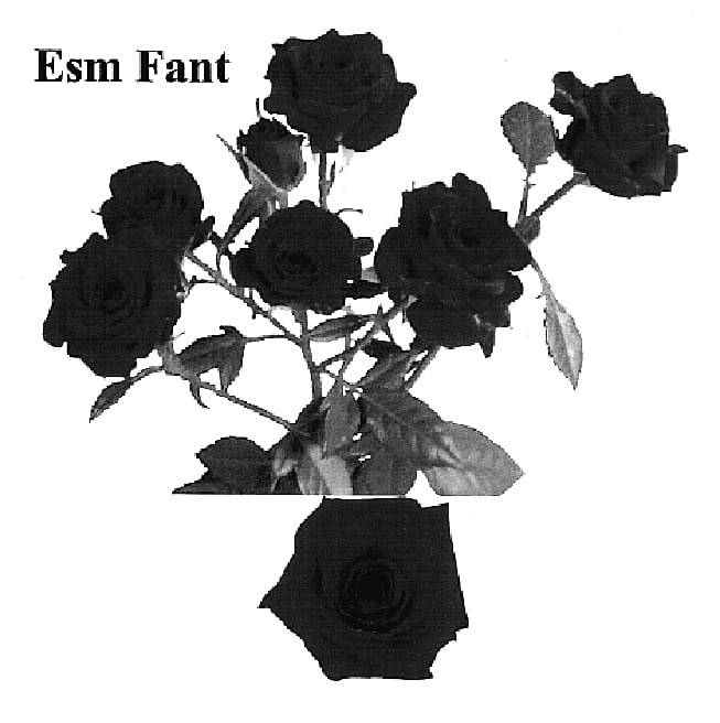 Figure 1 of US plant patent PP18896, the photograph of Esm Fant printed in the patent.