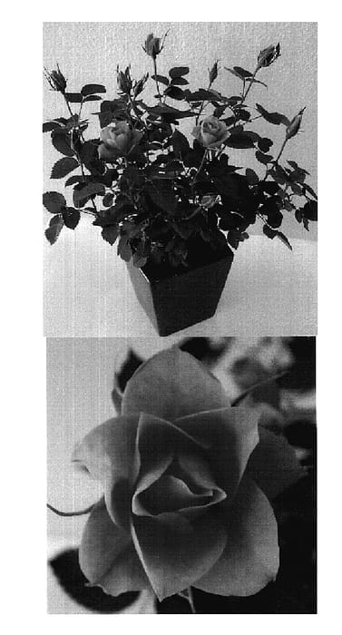 Figure 1 of US plant patent PP18897, the photograph of Evera 168 printed in the patent.
